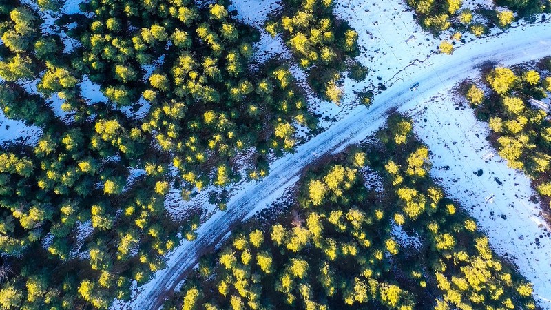 photography, snow, trees, aerial view