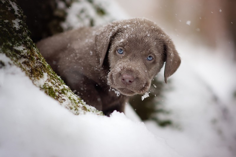 animals, dog, mammals, winter, snow