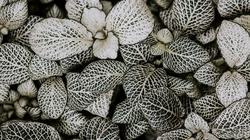 leaves, plant, line, shape, striped, 4k