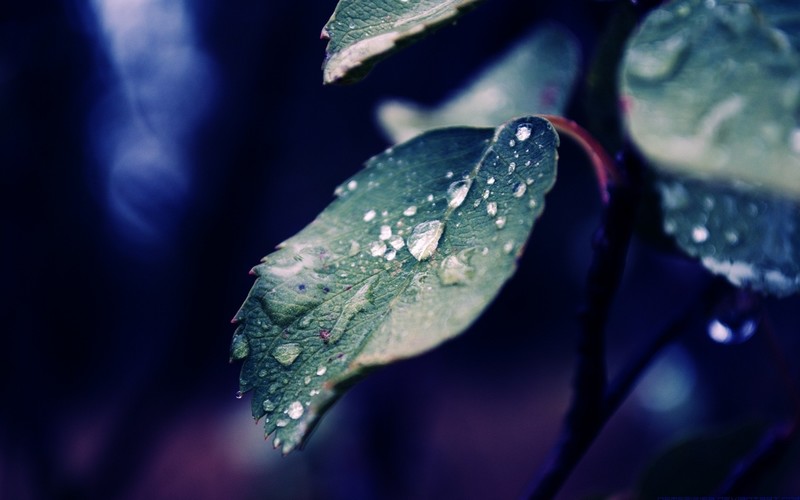 nature, water drops, macro