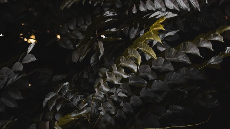 leaves, plant, branches, bush, dark, 4k