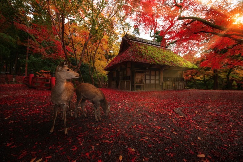 deer, animals, house, mammals, leaves, trees, fall, outdoors