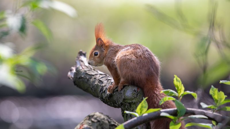 squirrel, animal, rodent, tree, 4k