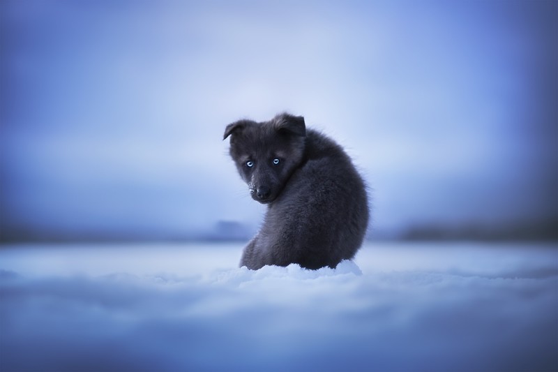 snow, cold, winter, outdoors, animals, dog, mammals