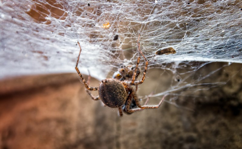 spiderwebs, animals, spider, insect