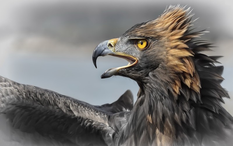 animals, eagle, birds, Aguila Imperial (Animals)