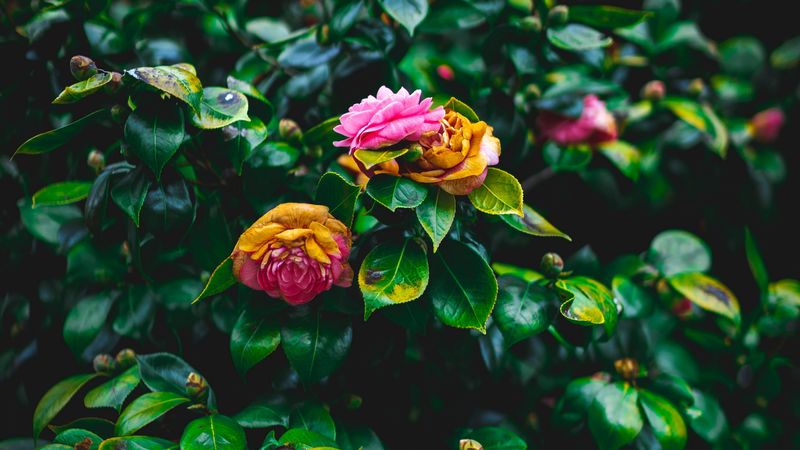 bush, flowers, pink, green, bloom, garden, 4k