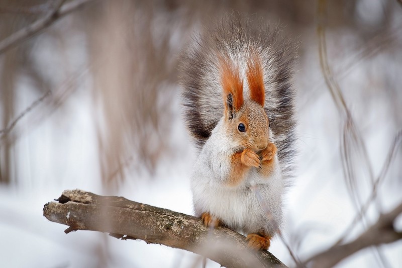 nature, winter, squirrel, animals, mammals, 3x3 Eyes