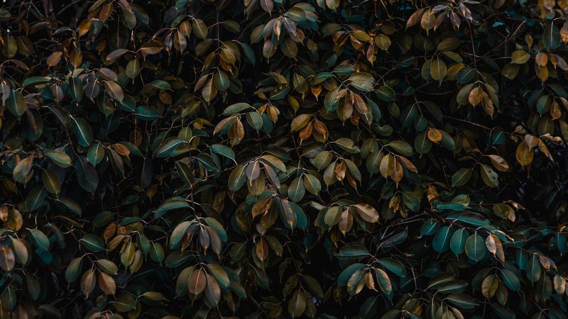 leaves, bushes, plant, vegetation, 4k