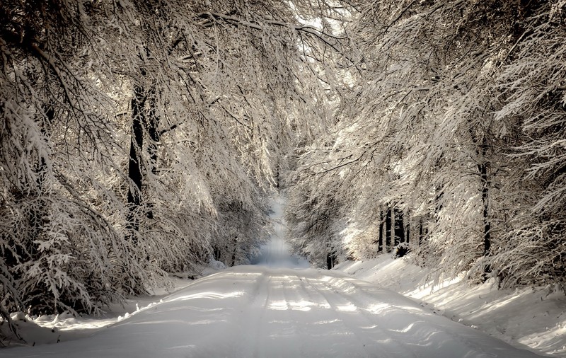 nature, road, trees, snow