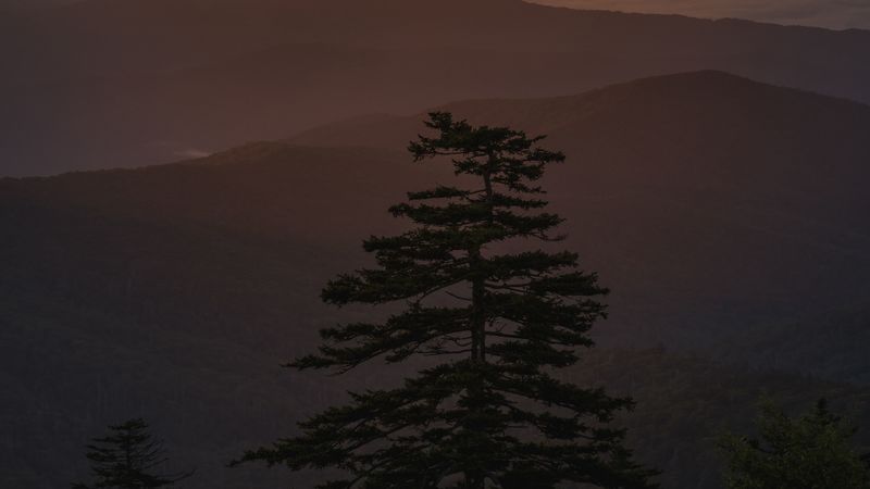 sunset, tree, fog, mountains, clouds, 4k
