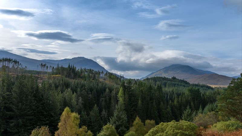 hill, forest, trees, bushes, 4k