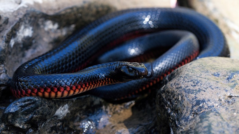 animals, snake, reptiles