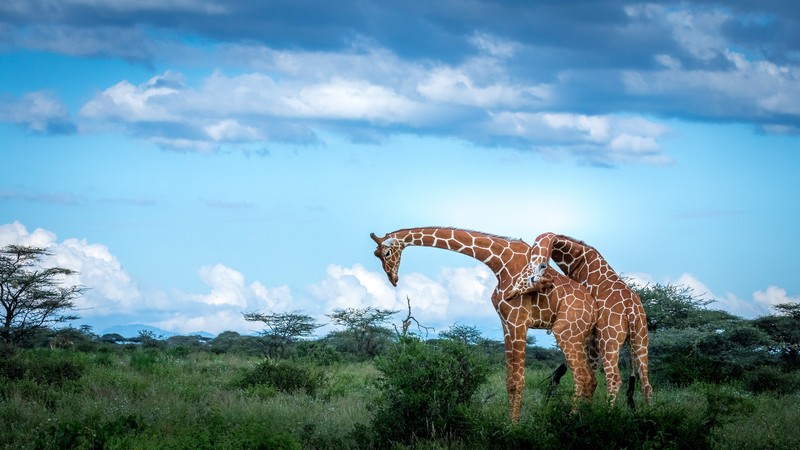 animals, nature, mammals, sky, giraffes