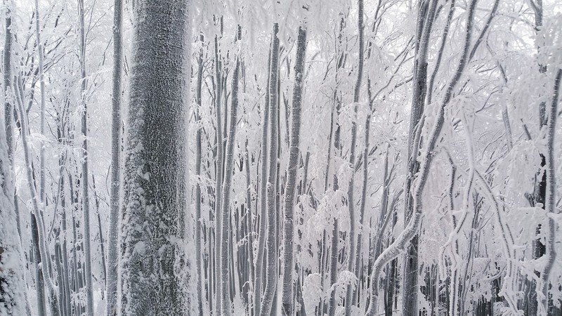nature, forest, winter, trees, frost, beech, white, snow