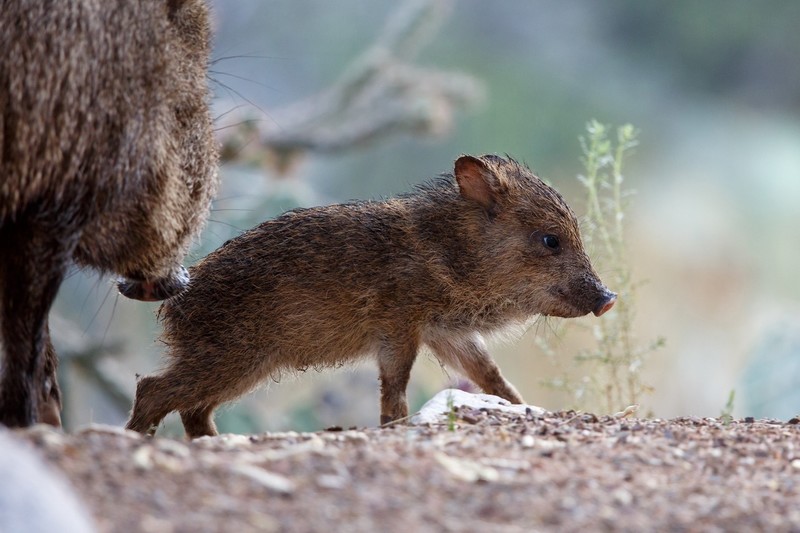 pigs, mammals, baby animals, animals, boars, nature