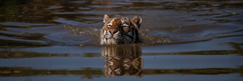 tiger, water, nature, animals, mammals