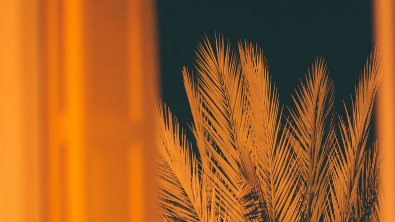 palm, branches, leaves, night, window, 4k