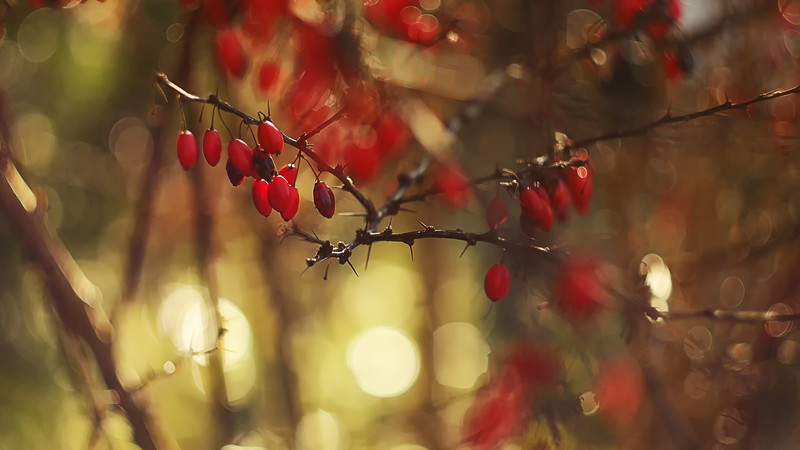 nature, red, bokeh, depth of field, photography, closeup, trees, plants