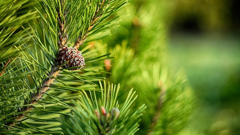 macro, nature, green, pine cones, pine trees, closeup, depth of field, trees, photography, vibrant