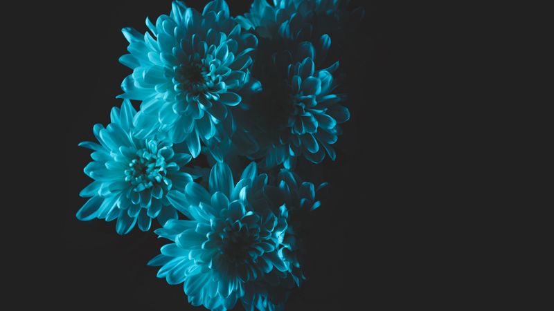 flowers, blue, petals, bouquet, 4k