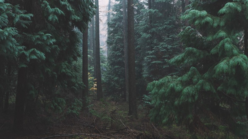 landscape, nature, forest, trees, mist