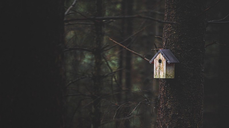 nature, trees, forest, birdhouses