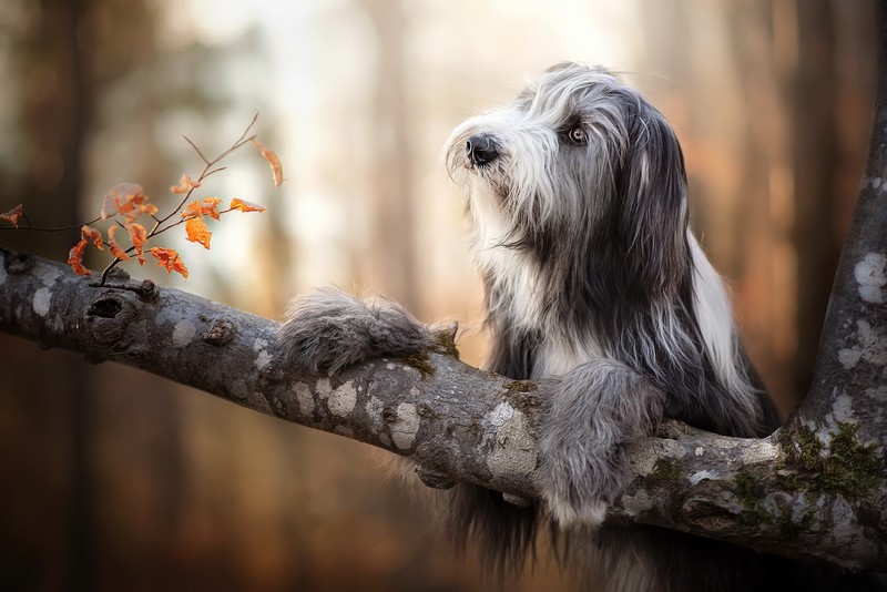animals, dog, outdoors, mammals