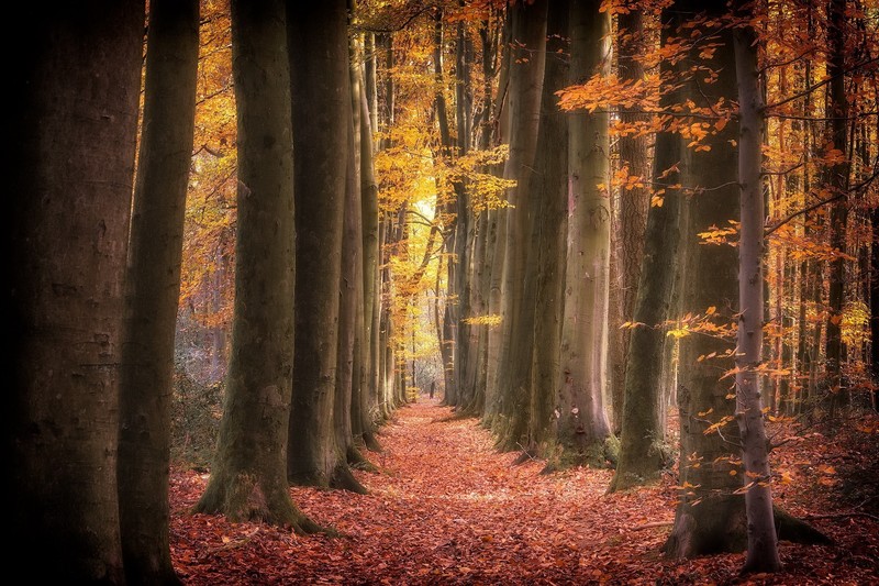 trees, fall, plants, outdoors