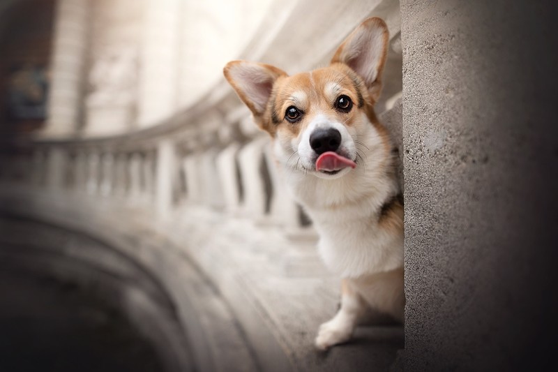 tongue out, dog, animals, mammals, Corgi