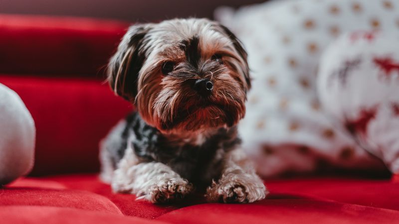 yorkshire terrier, dog, puppy, muzzle, 4k