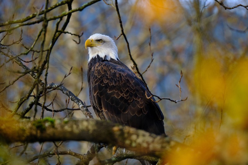 animals, birds, nature, eagle