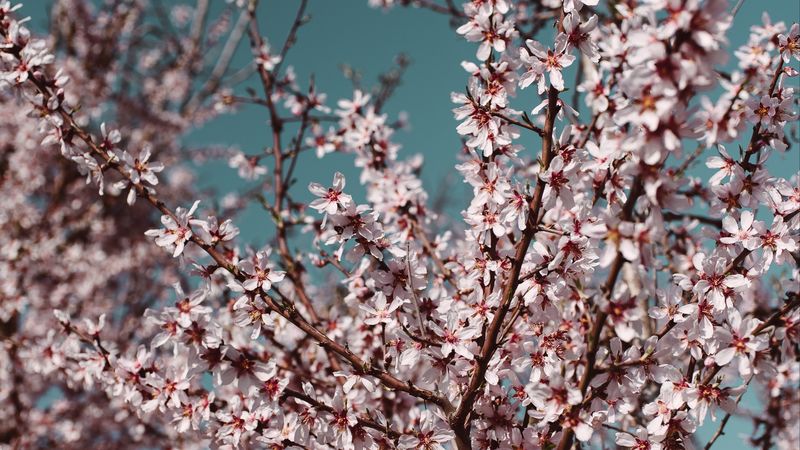flowers, bloom, spring, branches, sky, 4k