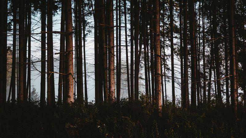 forest, trees, fog, trunks, 4k