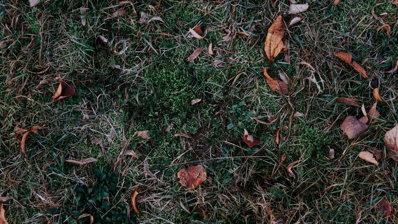 grass, leaves, autumn, fallen, foliage, 4k