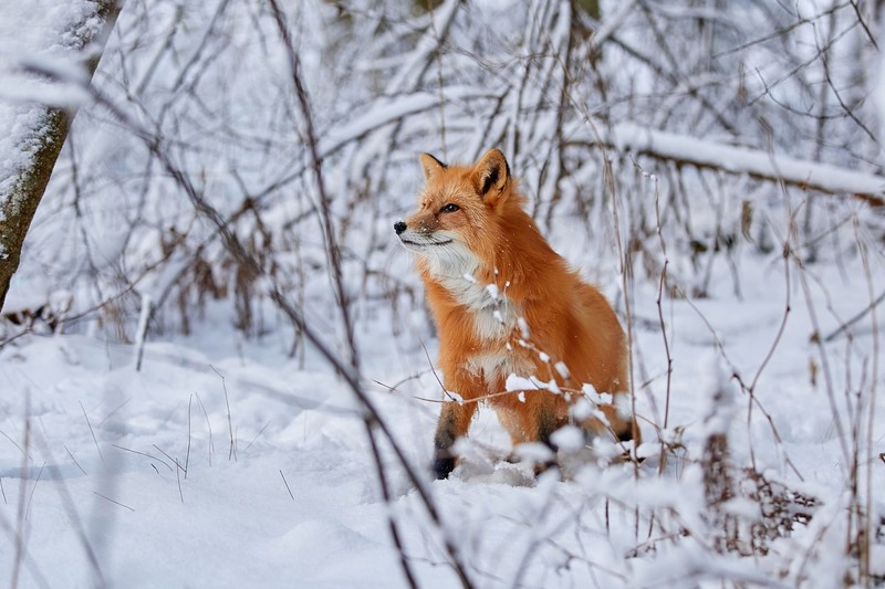 winter, snow, fox, animals, mammals