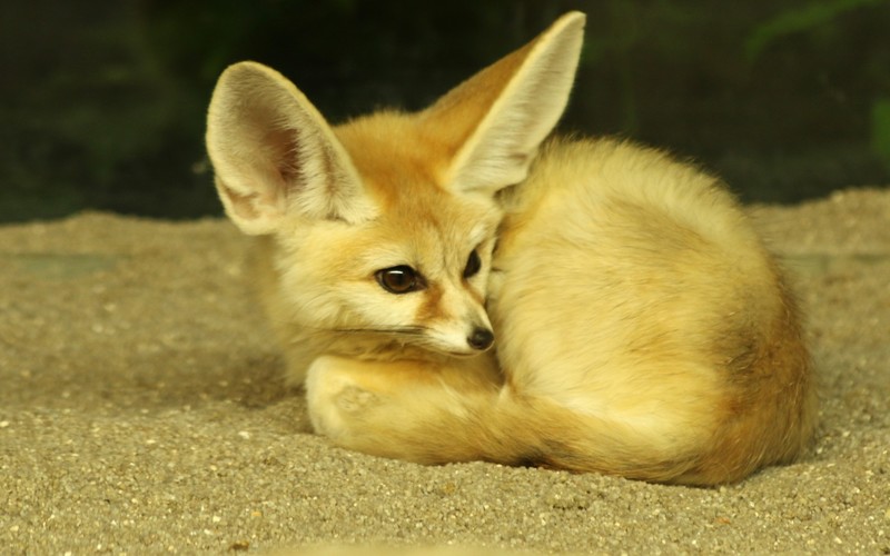 fennec, fennec fox, animal ears, fur