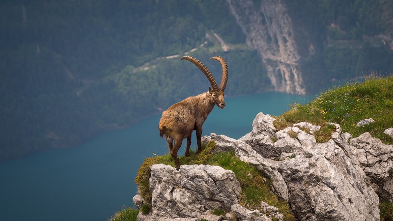 rock, nature, animals, mammals, goat, nuts, high angle