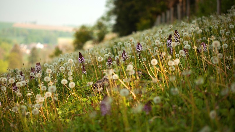 nature, field, flowers, plants, summer