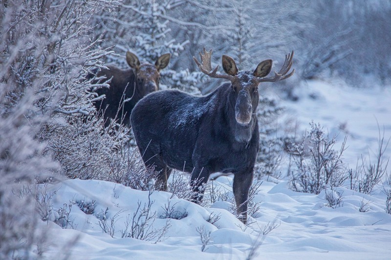 snow, cold, winter, animals, mammals, moose