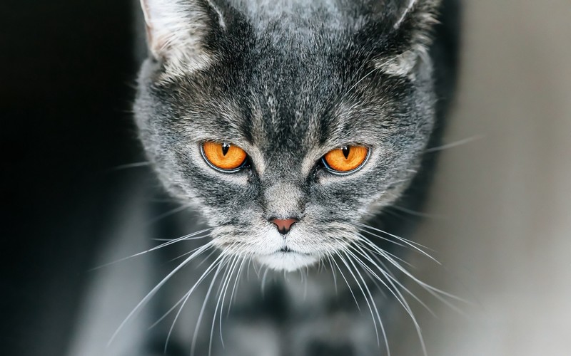 animal eyes, cats, animals, mammals, high angle