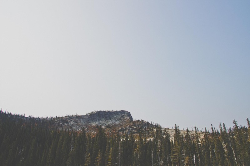 landscape, trees, nature, forest, low-angle