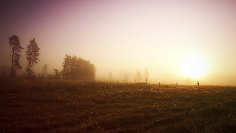 landscape, trees, nature, Sun, morning, sunlight, sunrise