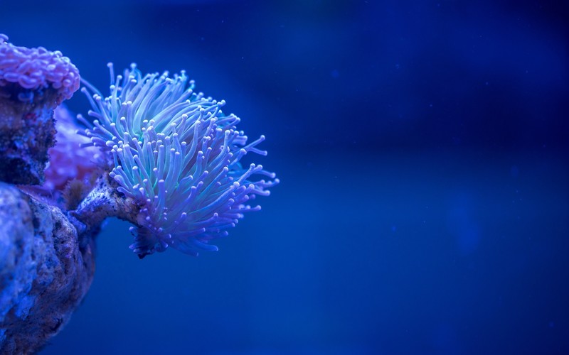 coral, nature, sea, underwater, blue