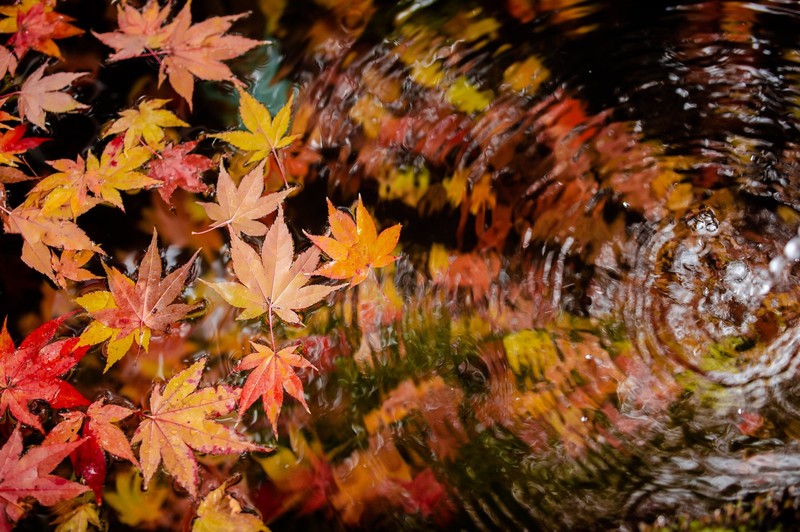 leaves, plants, fall, water, fallen leaves, top view