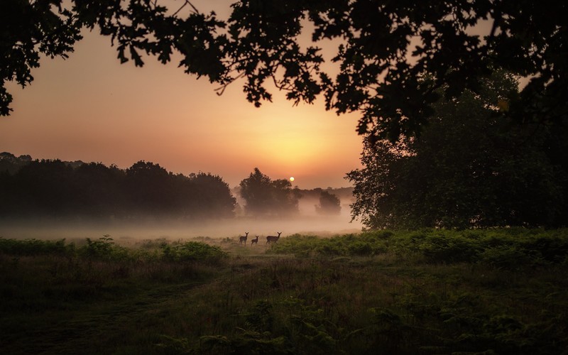 dark, deer, animals, nature, sky, sunlight, sunset, mist