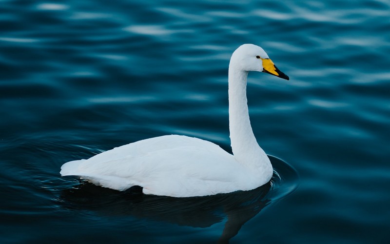 water, birds, animals, swan