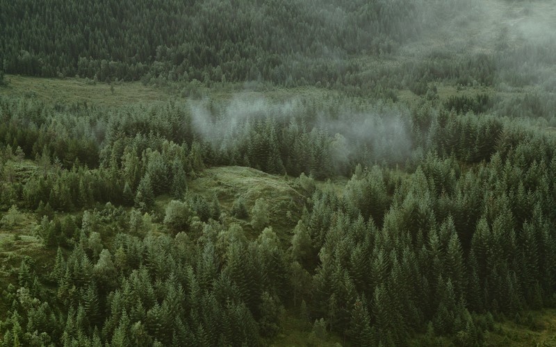 nature, green, trees, landscape, forest, high angle
