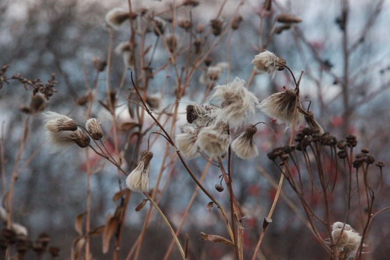 photography, macro, grass, fall