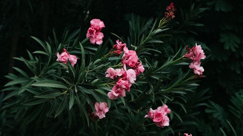flowers, branch, bloom, pink, green, plant, 4k